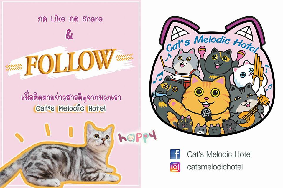 https://www.cathotelbangkok.com/wp-content/uploads/2018/01/Cats-melodic-hotel-1.jpg